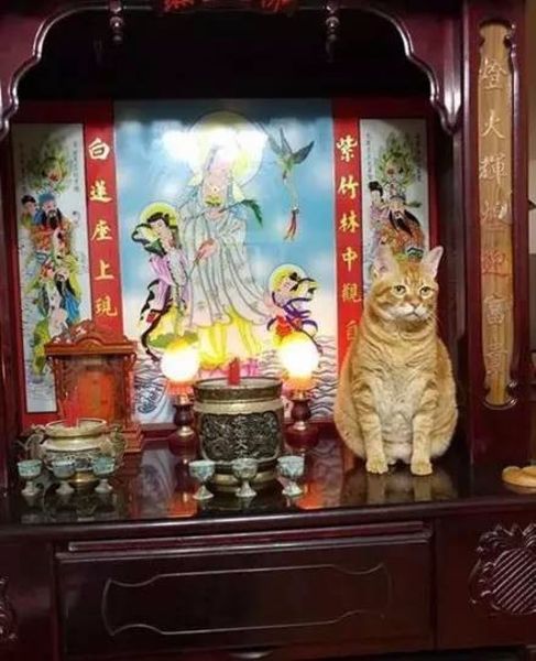 家里有只很贪吃的橘猫是什么样的体验(二)