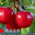 白鹿人家陕西有机樱桃自然果2.6斤（单果重6g-8g）三天内发货第4张高清大图