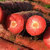 约巢沙地板栗红薯+沙地水果红萝卜第5张高清大图